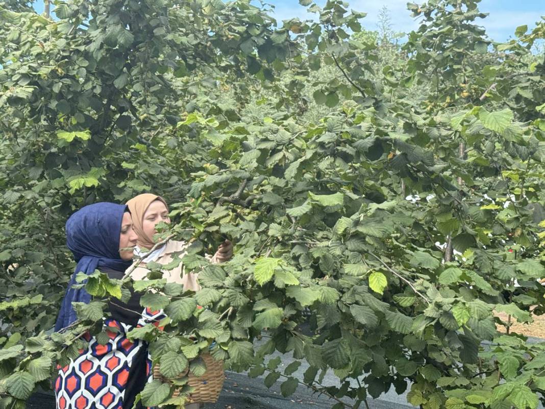 Yurt dışına tonlarca ihraç ediliyor: Hasat başladı! Fındıkta rekor rekolte bekleniyor 2